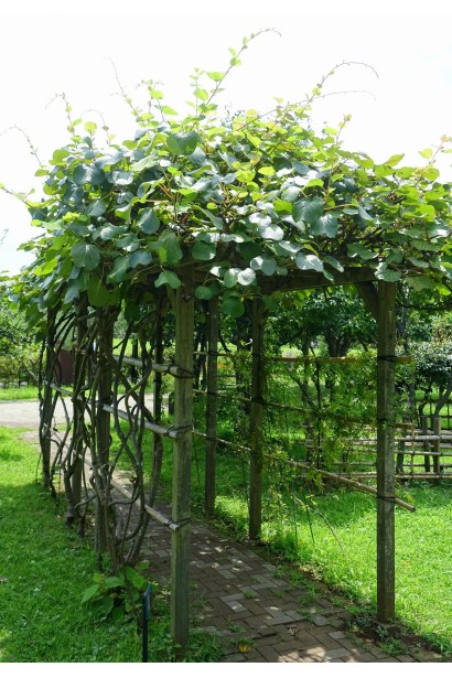 Актинідія Чан Бай Гіант на арці